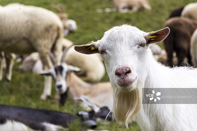 田野上的绵羊肖像，意大利松德里奥省利维尼奥图片素材