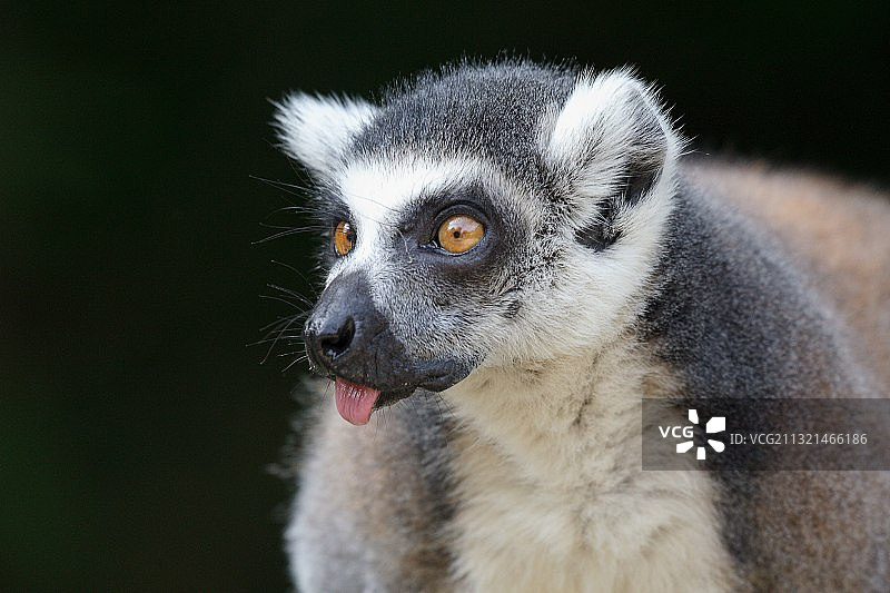 黑色背景下的戒指特写图片素材