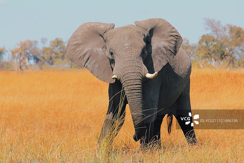 非洲象在非洲平原吃草背影图片素材