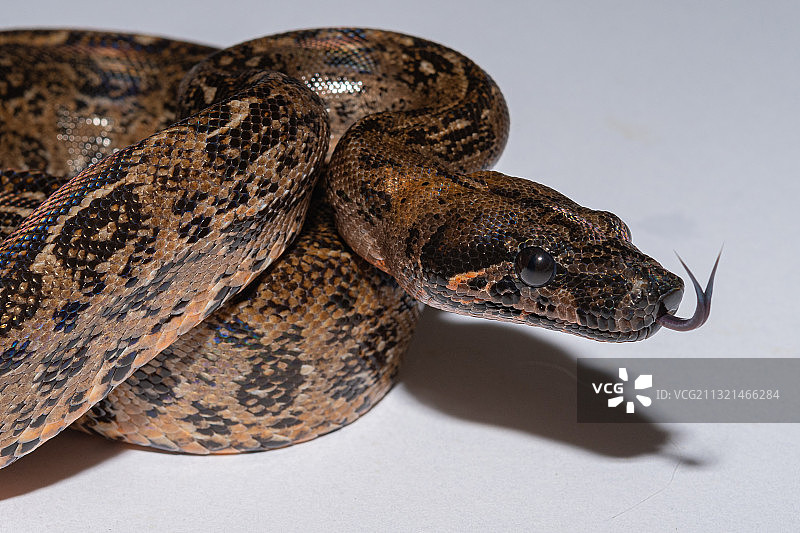 白色背景下的蟒蛇特写图片素材