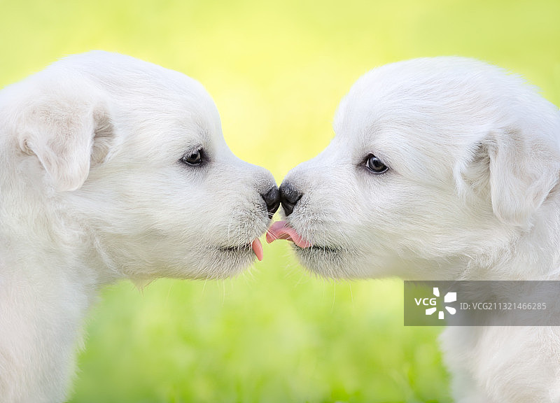 户外亲吻的白人情侣特写图片素材
