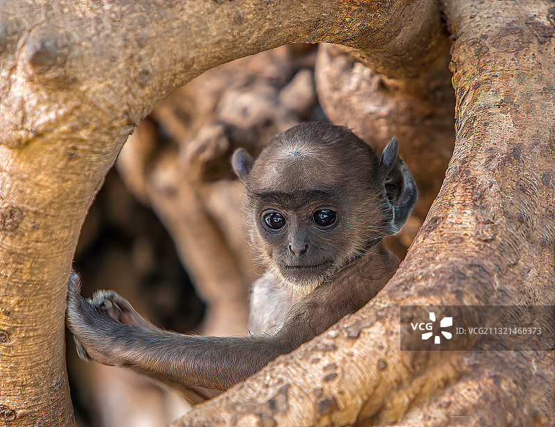 印度拉贾斯坦邦伦滕博尔国家公园树干上的猫鼬特写图片素材