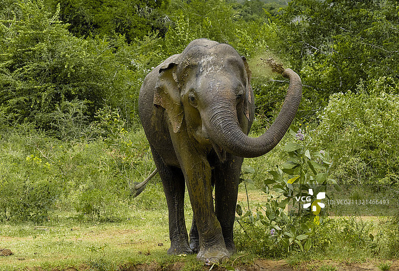 森林中的亚洲象图片素材