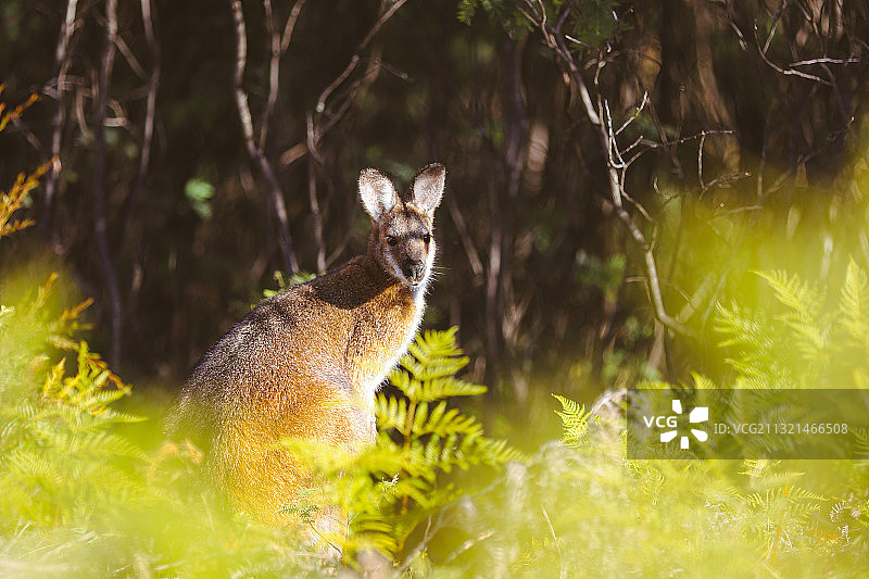 澳大利亚首都领地堪培拉森林中植物丛中的鹿的肖像图片素材