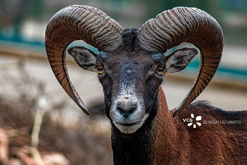 山羊特写肖像图片素材