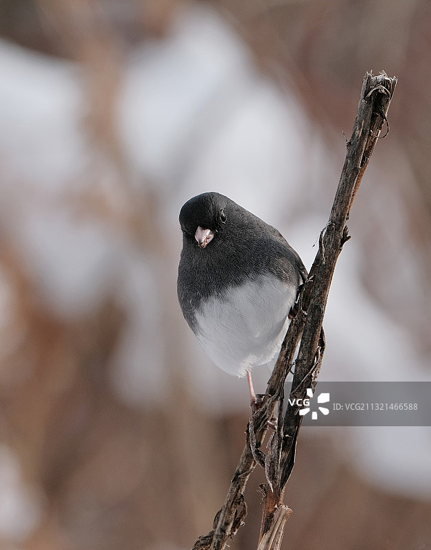 栖息在树枝上的深色鸟类特写图片素材