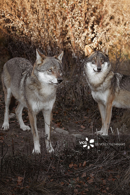 在地上面的两只猫图片素材