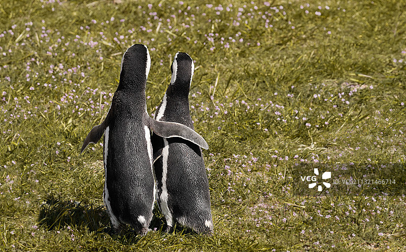 阿根廷蓬塔汤博的企鹅群俯视图图片素材