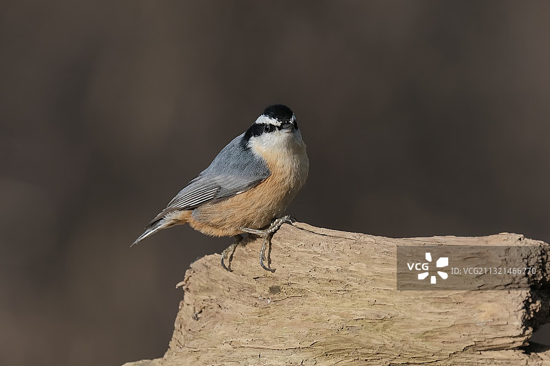 红胸短脚鳾栖息在木头上特写图片素材