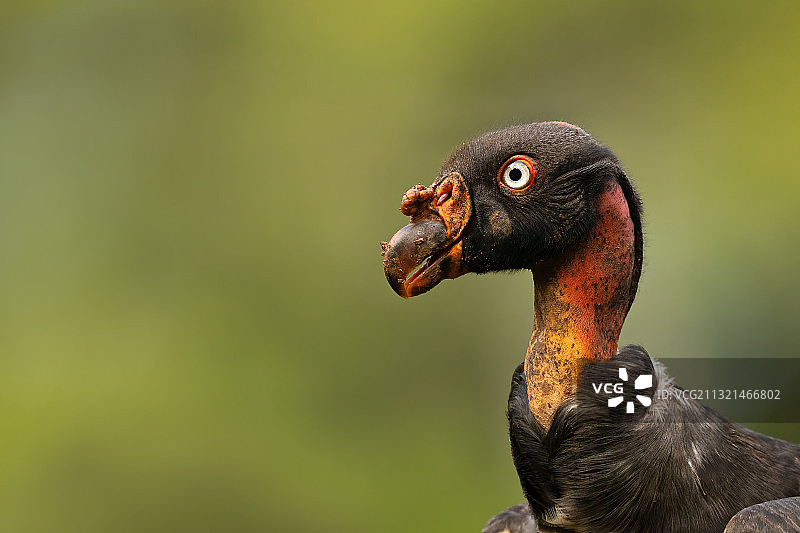 科斯达黎加国王秃鹰特写图片素材