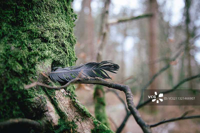 栖息在英国霍舍姆树干上的鸟类特写图片素材
