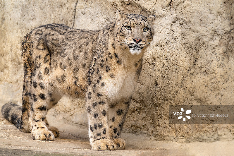在瑞士巴塞尔小路上坐着的狮子图片素材