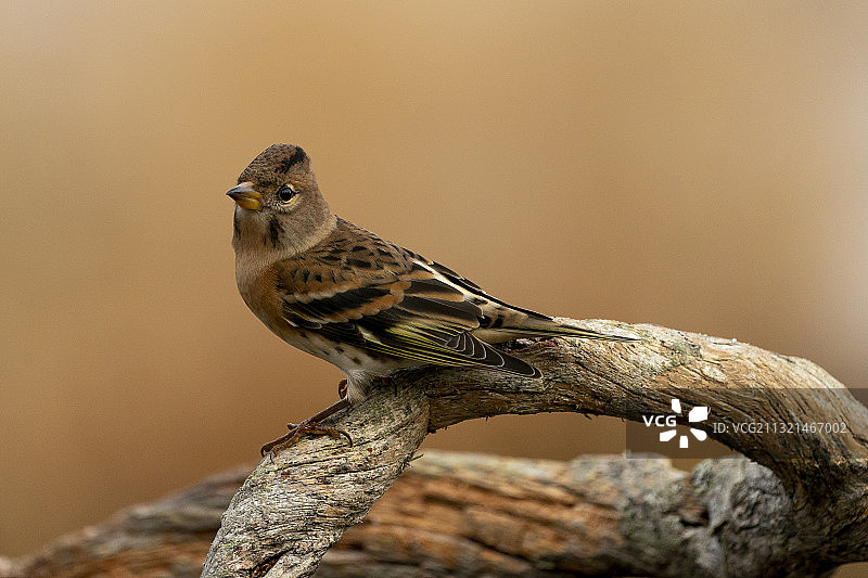 栖息在树枝上的雀鸟特写图片素材