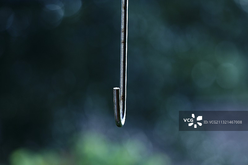 树枝上的水滴特写图片素材