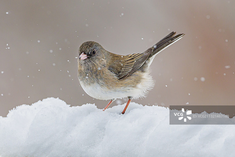 栖息在雪地上的黑鸟特写，美国艾奥瓦州贝滕多夫图片素材