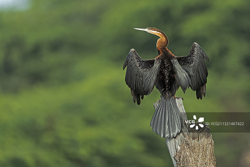 非洲肯尼亚巴林戈湖的蛇鹈鸟近景图片素材