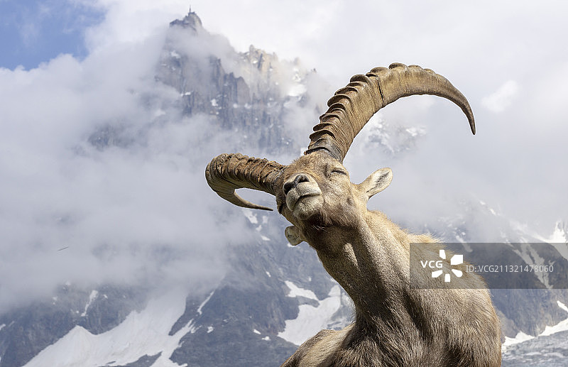 仰视视角下站在雪山前的野山羊图片素材