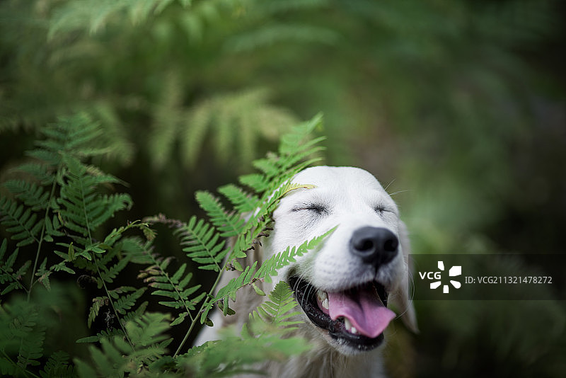 挪威哈卡达尔的植物中吐舌头的金毛寻回犬特写图片素材