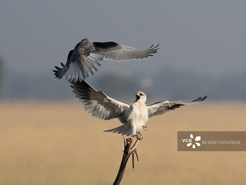 飞越田野的掠食性海鸥特写图片素材
