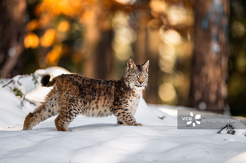 猫在雪地行走侧视图，捷克图片素材