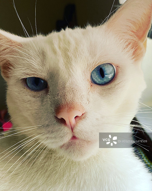 猫的特写肖像图片素材