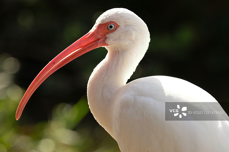 白色美洲白鹮特写，美国佛罗里达州图片素材