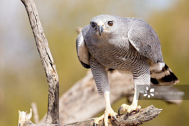 栖息在树枝上的猎隼特写，美国亚利桑那州索诺兰沙漠图片素材