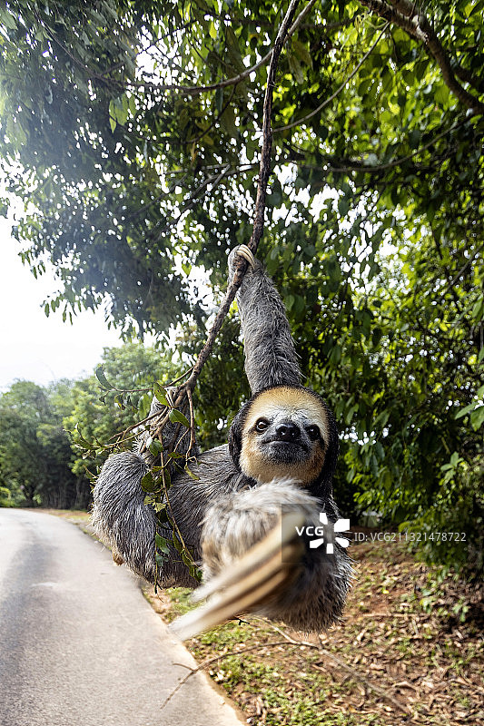 道路，法属圭亚那图片素材
