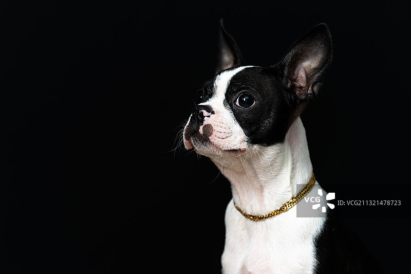 黑色背景下的波士顿梗犬特写，菲律宾马尼拉图片素材