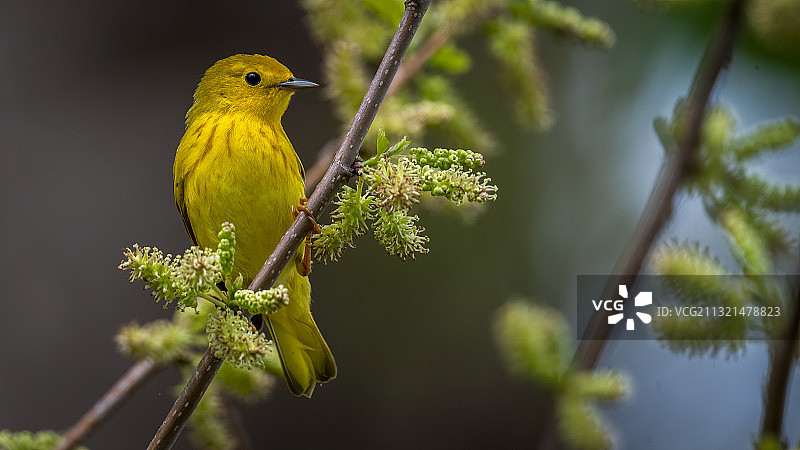 栖息在树枝上的鸣禽特写，美国温迪公园图片素材