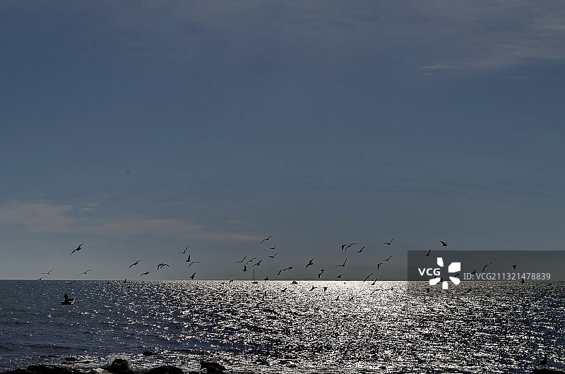 低角度拍摄在保加利亚内塞巴尔海上空飞翔的鸟图片素材