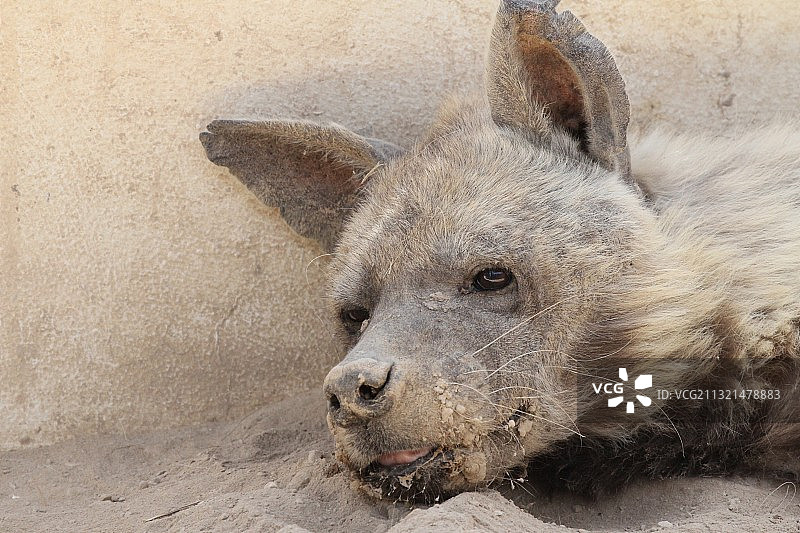 躺在地上的熊特写图片素材