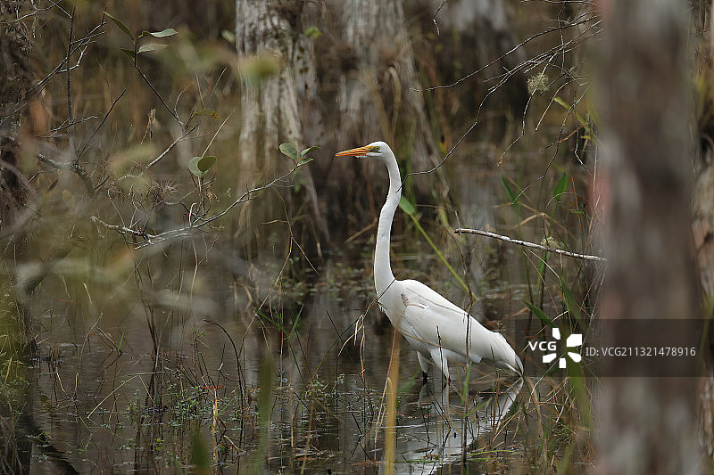 美国佛罗里达州大沼泽地栖息在田野上的苍鹭侧面照图片素材