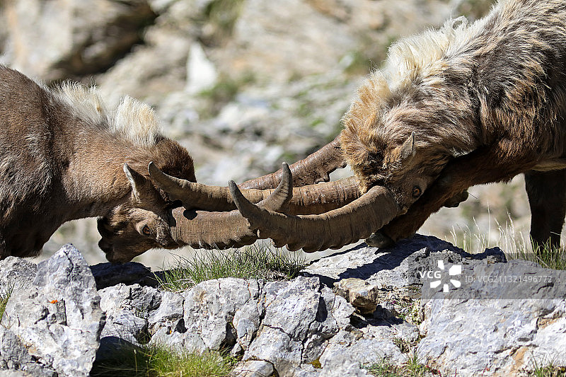 法国梅康图尔国家公园里在山上打架的山羊特写图片素材