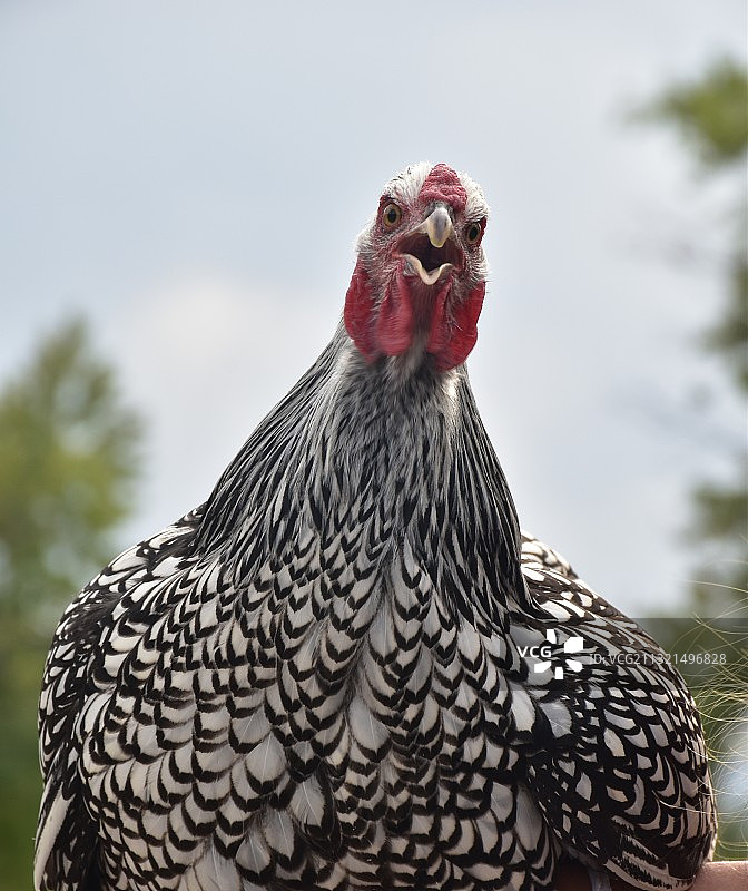 美国科罗拉多州丹佛市，天空背景下的公鸡特写图片素材