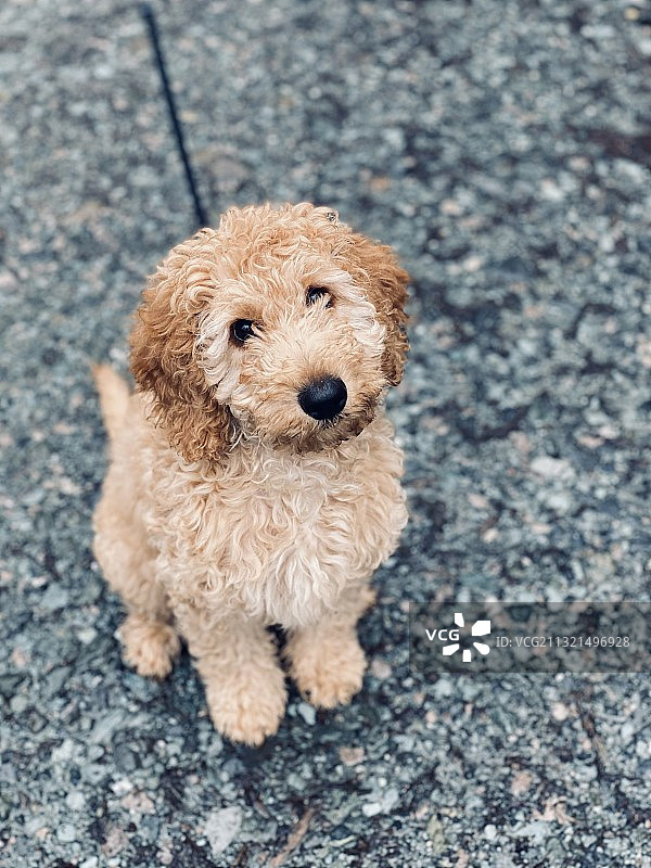 在伦敦草地上行走的小狗图片素材