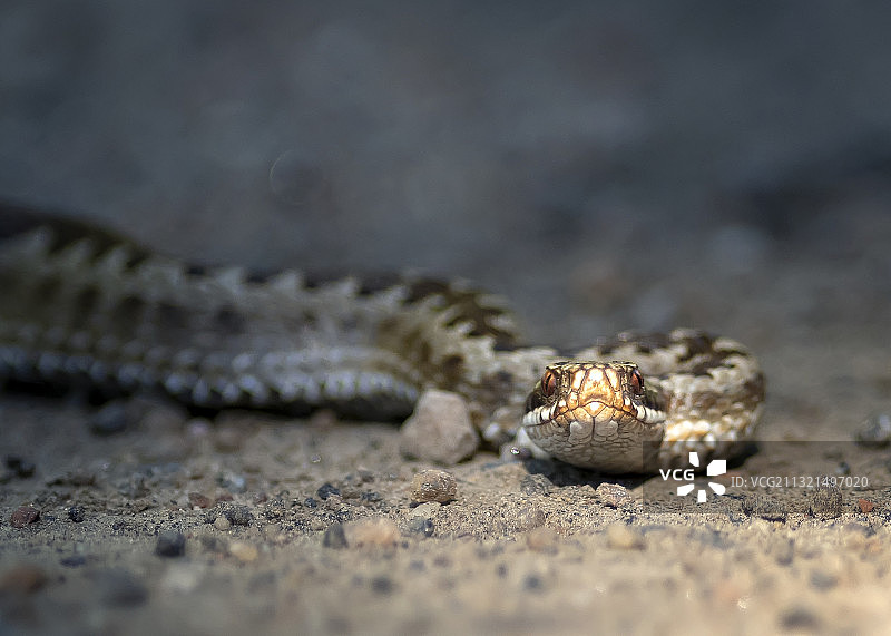 沙滩上的蜥蜴特写，永比，瑞典图片素材