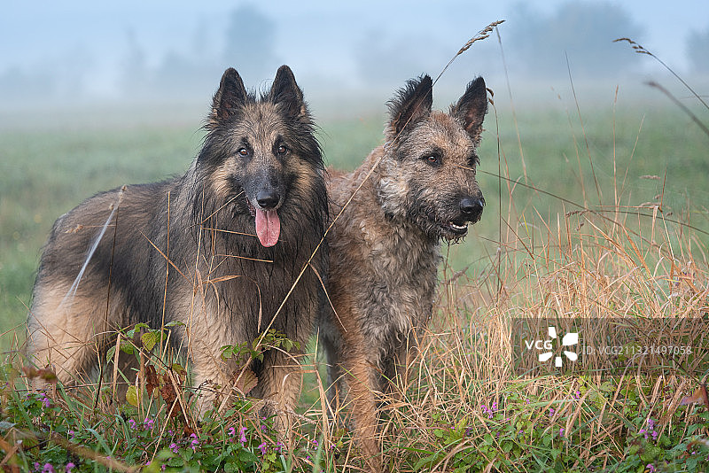 两只狗站在田野上，背景是天空，德国施万多夫图片素材