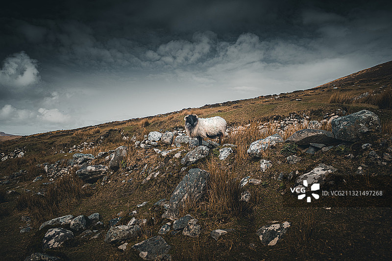 爱尔兰斯利弗莫尔，多的天空下，低角度的绵羊在上的视图图片素材