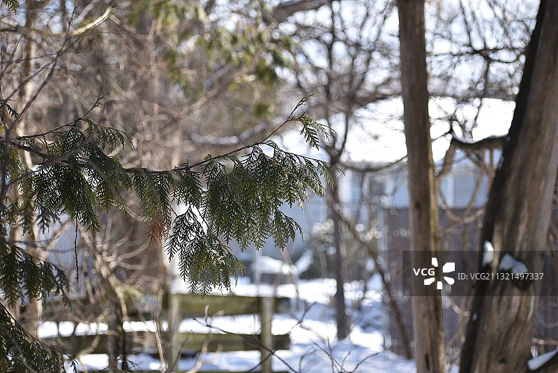 美国明尼苏达州森林中被雪覆盖的松树特写图片素材