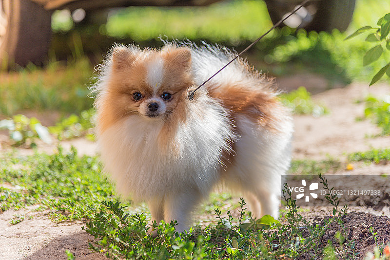 加拿大安大略省多伦多田野上的博美犬肖像图片素材