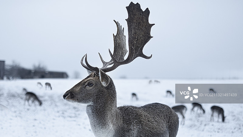 德国普弗劳姆海姆雪地里站立的鹿侧面图图片素材