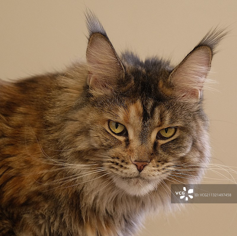 猫的特写肖像图片素材