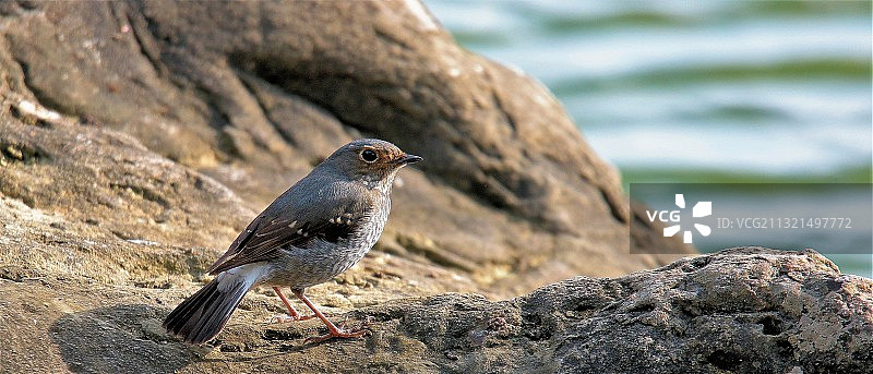 栖息在岩石上的纹背鹩莺特写，越南图片素材
