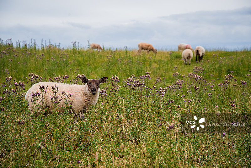 在爱尔兰多尼戈尔郡草地上站立的绵羊图片素材