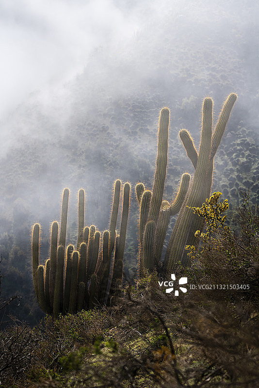 日落时分，生长在陆地上，以天空为背景的仙人掌特写图片素材