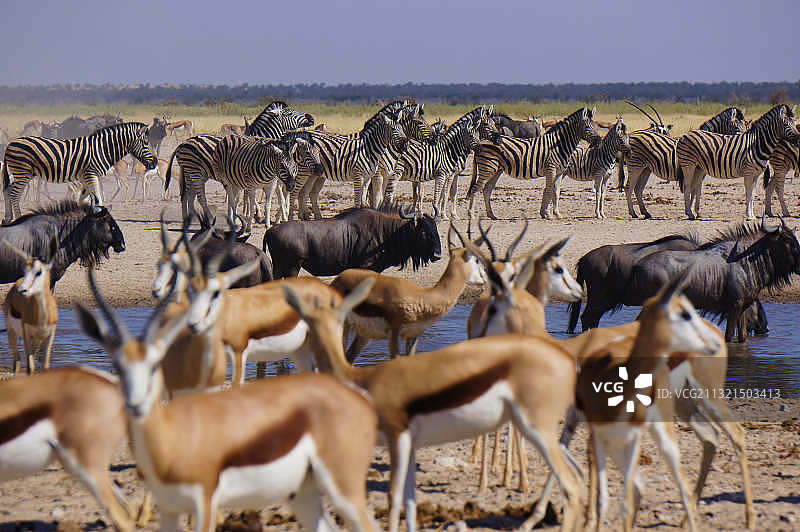 羊群，埃托沙国家公园，纳米比亚图片素材