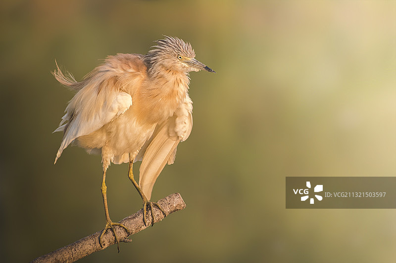 黑冠夜鹭栖息在树枝上特写，意大利图片素材