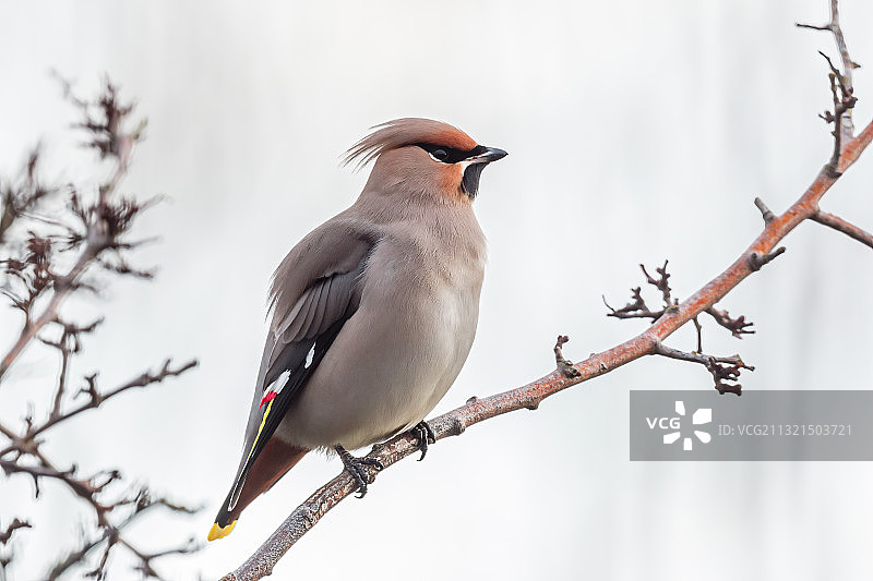 荷兰钩环岛：太平鸟栖息在树枝上特写图片素材