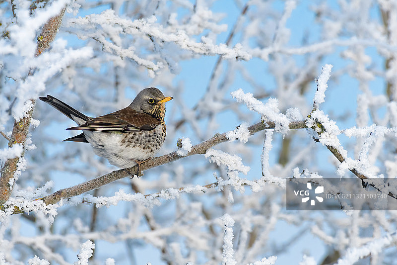栖息在雪地上的歌鸫特写，罗马尼亚图片素材